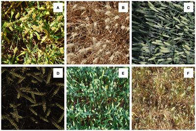 CTHNet: a network for wheat ear counting with local-global features fusion based on hybrid architecture